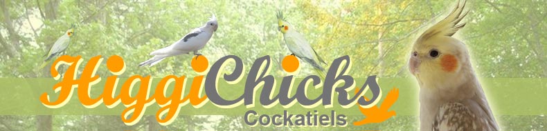 Higgi Chicks Cockatiels